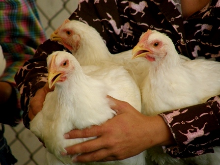 4-H Poultry Competition at Delta County Fair.