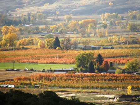 North Fork Valley Autumn Orchards