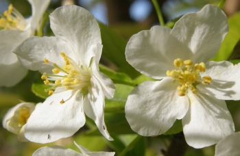 You can plan your North Fork Valley trip to see orchards blooming in springtime.