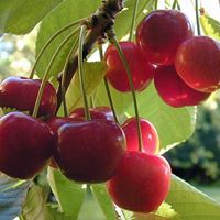 Paonia Cherries