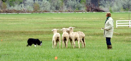 Hotchkiss Sheep Camp Stock Dog Trials.