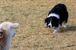 Hotchkiss Sheep Camp Stock Dog Trials